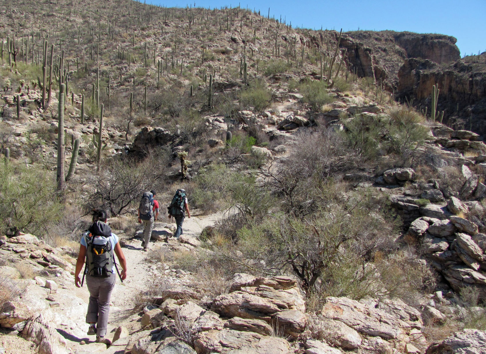Trails on the eastern slopes of the Santa Catalina Mountains